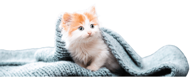 Chaton sous un plaid pour la sélection nouvel arrivant de la boutique KI-KAZH