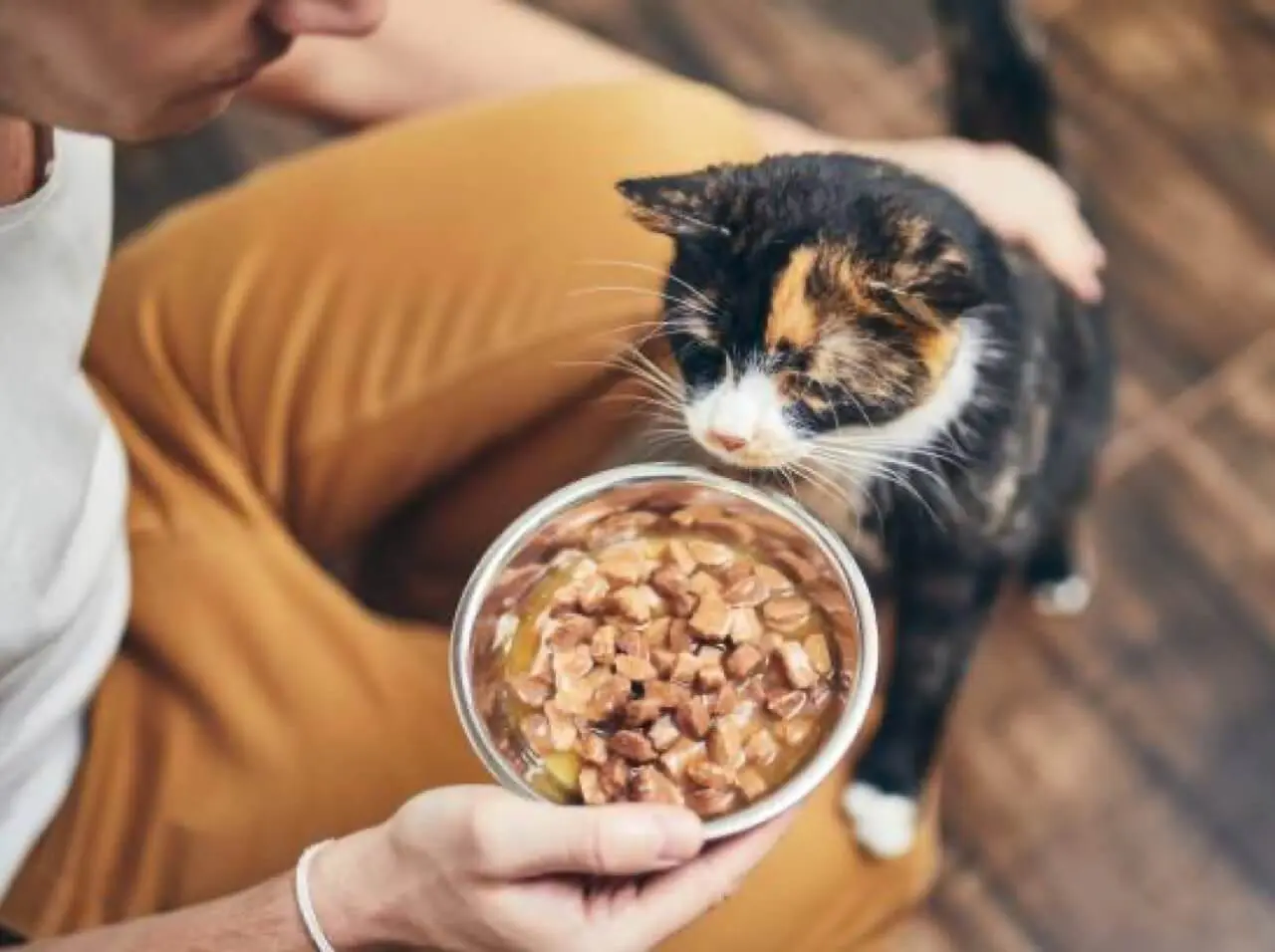nourriture humide chat Rennes alimentation animale Ki-Kazh