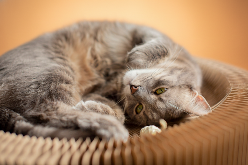 accessoires animaux Rennes couchage chat Ki-Kazh