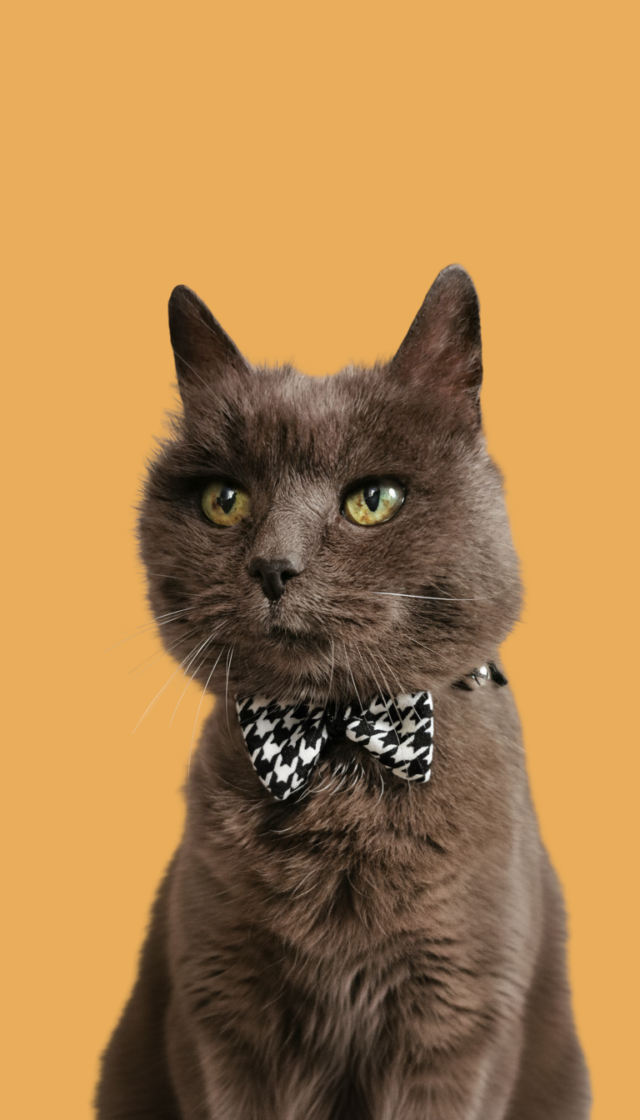 vêtement chien Rennes accessoires animaux