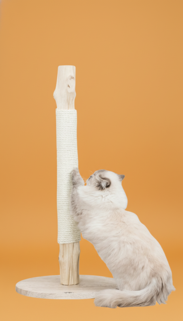 arbre à chat Rennes accessoires chat