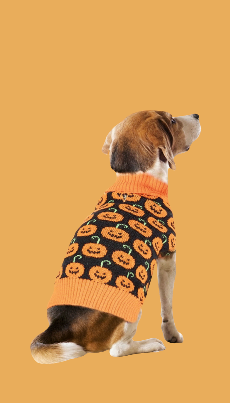 vêtement chien Rennes accessoires animaux