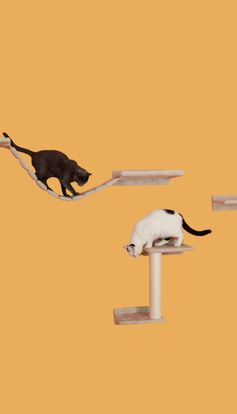 arbre à chat Rennes accessoires chat