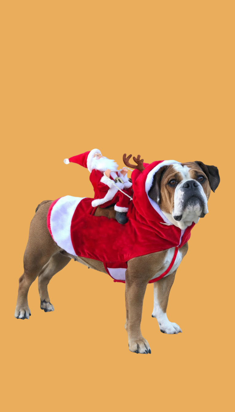 vêtement chien Rennes accessoires animaux